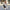 Luxe winter bontjas voor dames – Sophie