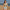 Hoge taille bikini dames bloemenprint strikdetail – Romina