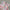 Strapless mini jurk met print en sculptuurvorm – Nola