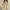 Omkeerbaar bomberjack met sherpa-voering voor dames – Feline